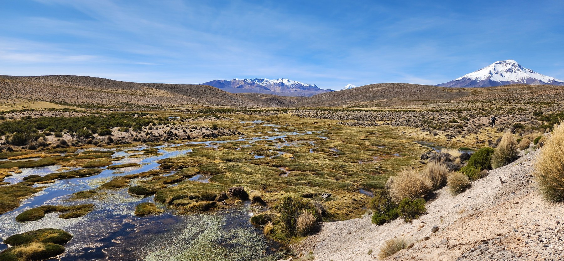 Bofedal altiplánico con canales de agua y volcanes nevados al fondo