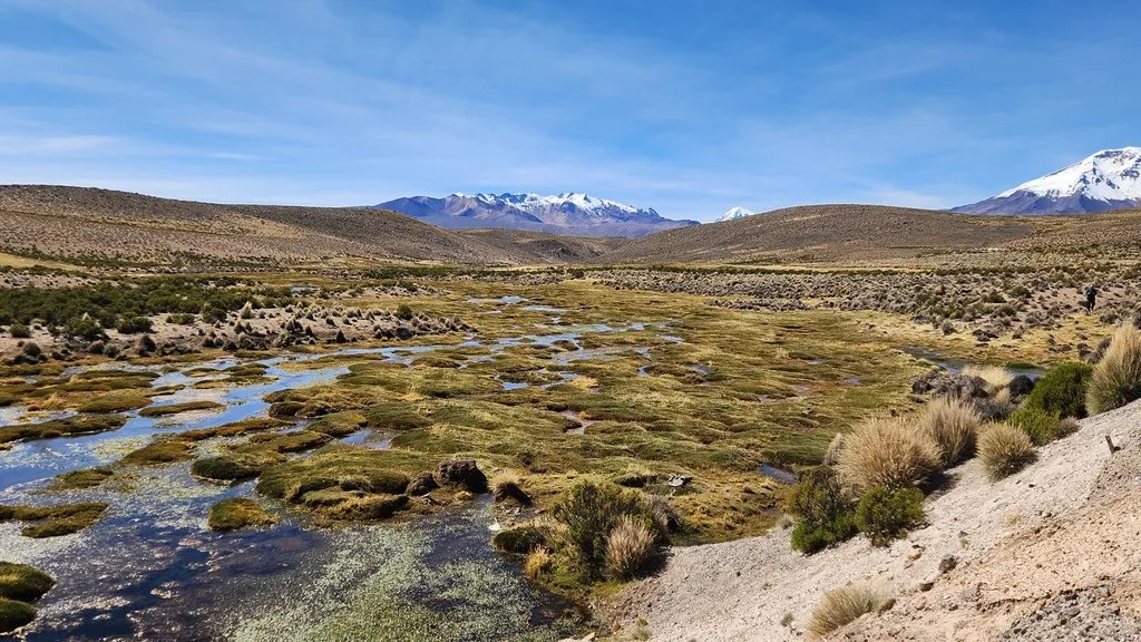 Bofedal altoandino con cursos de agua someros y volcán nevado al fondo, levantamiento de humedales en terreno