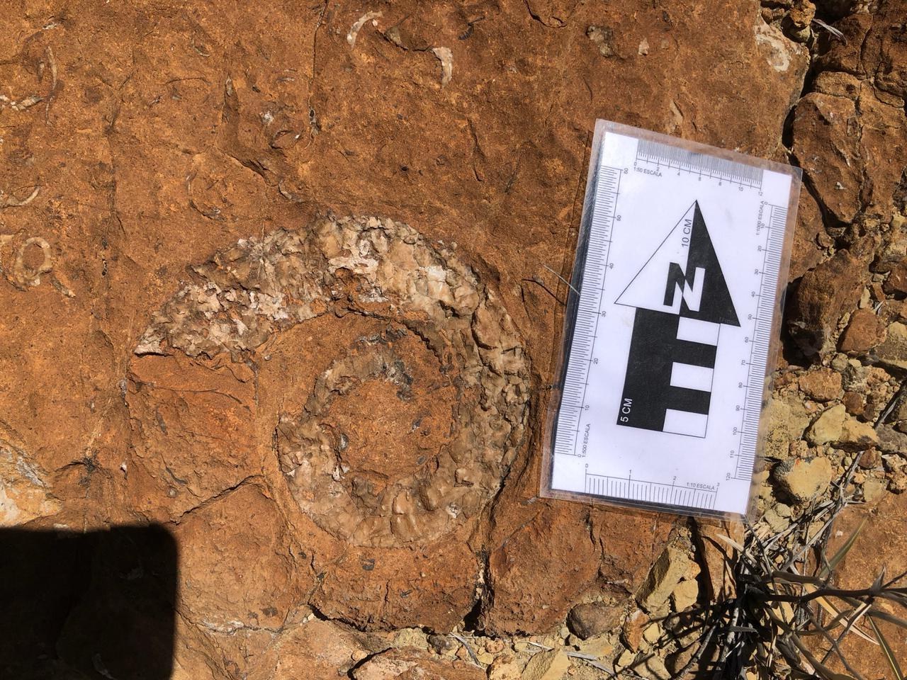 Amonite fosilizado con escala de campo en roca rojiza