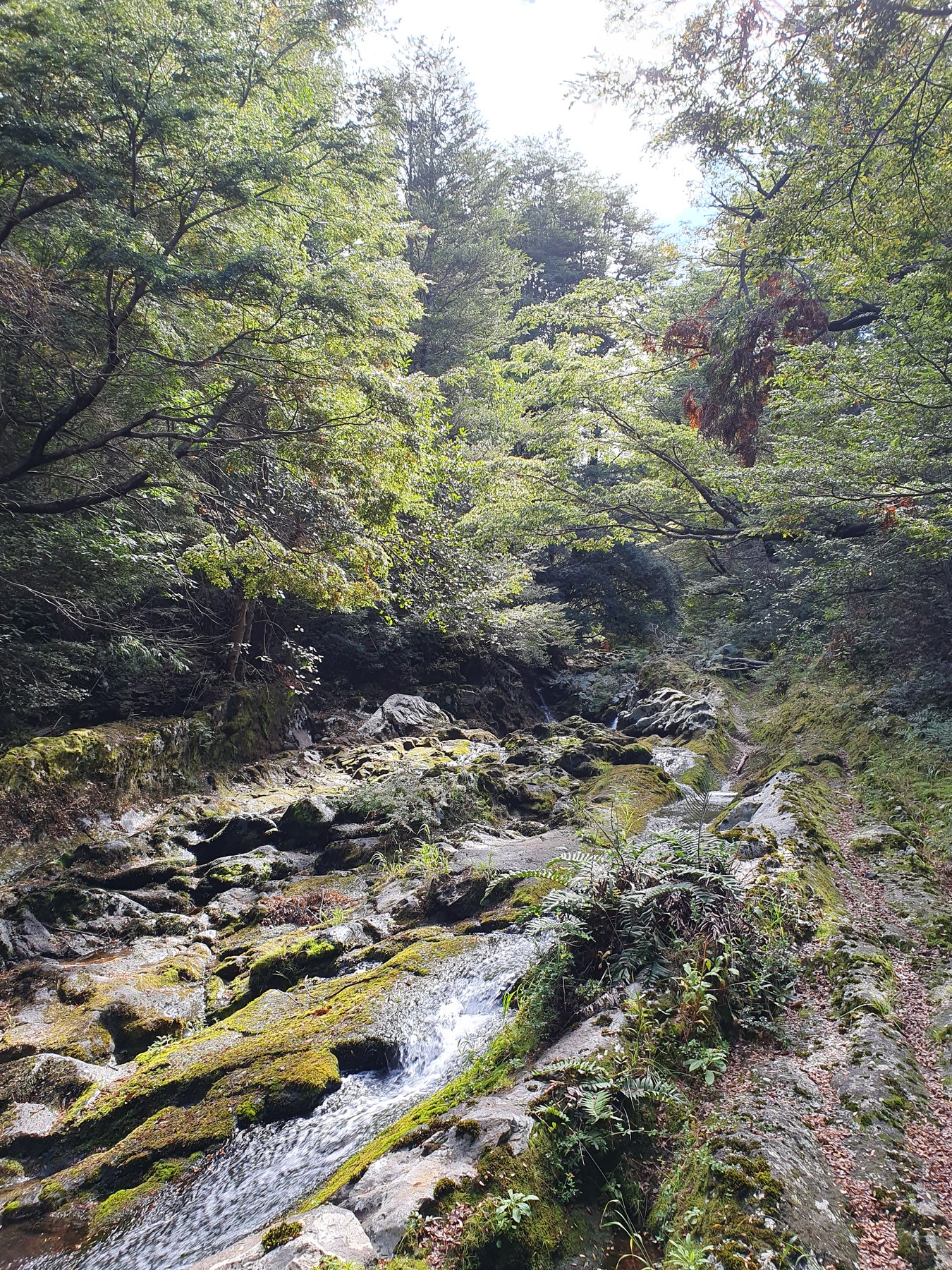 Cascada en quebrada rocosa con vegetacion nativa y musgo